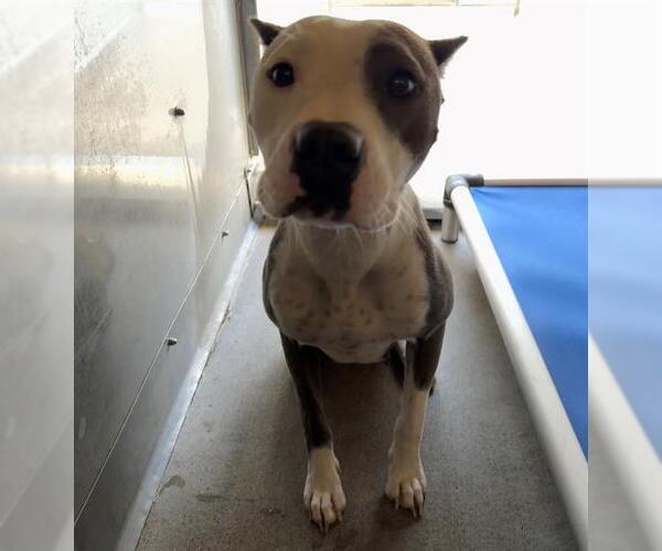 Medium Photo #1 American Pit Bull Terrier Puppy For Sale in Camarillo, CA, USA