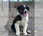 Puppy BTM Australian Shepherd