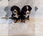 Small Photo #21 Bernese Mountain Dog Puppy For Sale in MEMPHIS, MO, USA
