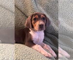 Small #6 Beagle Mix