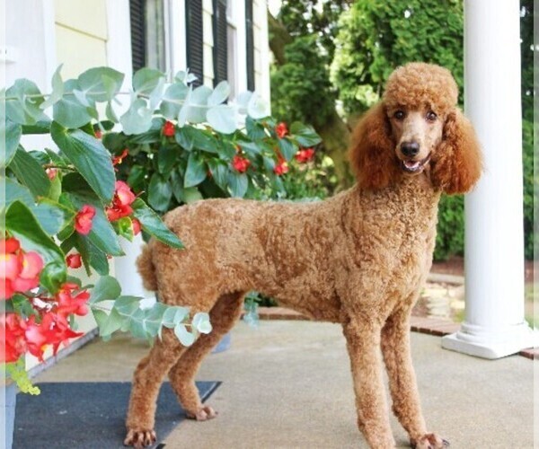 Medium Photo #1 Poodle (Standard) Puppy For Sale in CHRISTIANA, PA, USA
