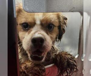 Cavalier King Charles Spaniel-Unknown Mix Dogs for adoption in San Antonio, TX, USA