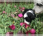 Small Photo #7 Aussiedoodle Miniature  Puppy For Sale in FORT MYERS, FL, USA