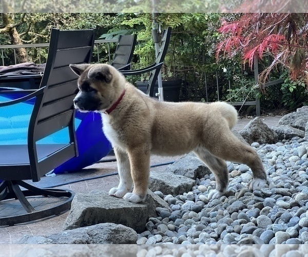 Medium Photo #1 Akita Puppy For Sale in PORT LUDLOW, WA, USA