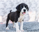 Puppy Faye Great Dane
