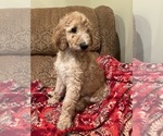 Puppy Biscuit Goldendoodle