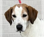 Small Photo #1 Beagle Puppy For Sale in Canton, CT, USA
