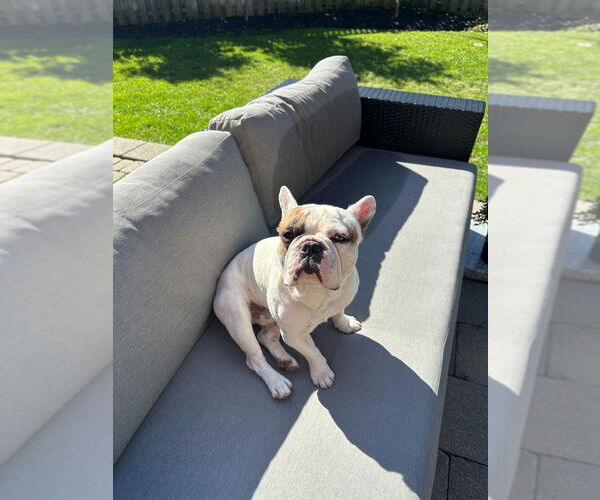 Medium Photo #4 French Bulldog Puppy For Sale in Brights Grove, Ontario, Canada