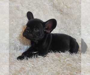 French Bulldog Puppy for sale in BONNEY LAKE, WA, USA
