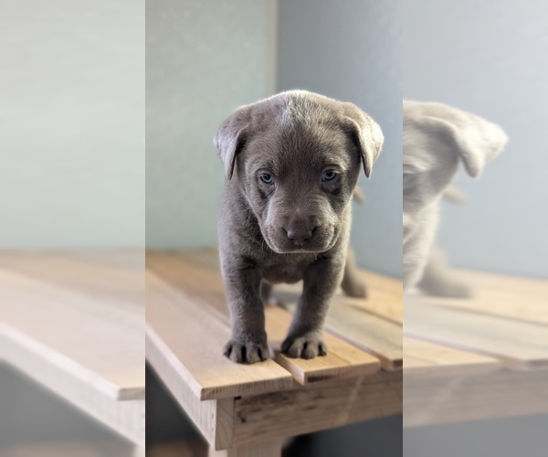 Medium Photo #24 Labrador Retriever Puppy For Sale in GOSHEN, IN, USA