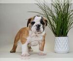 Small Photo #14 English Bulldog Puppy For Sale in NAPPANEE, IN, USA