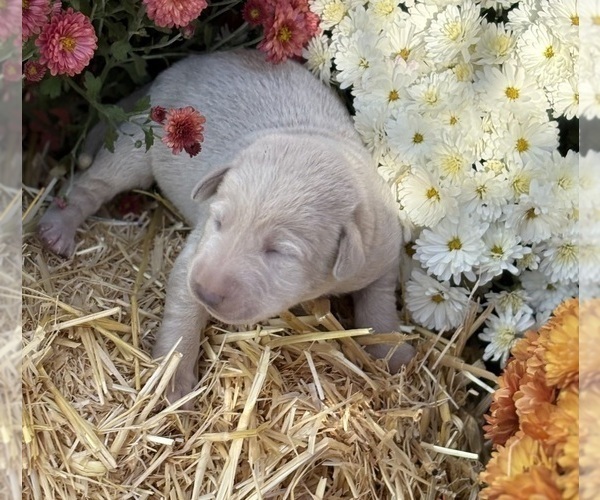 Medium Photo #21 Labrador Retriever Puppy For Sale in LEASBURG, MO, USA