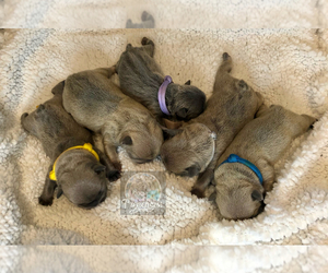 French Bulldog Puppy for sale in BUFFALO HILL, CA, USA