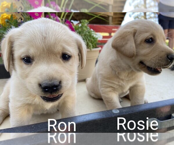 Medium Photo #8 Labrador Retriever Puppy For Sale in HOT SPRINGS, SD, USA