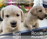 Small #7 Labrador Retriever