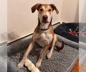 Odin - Male Mutt Dog for Adoption - Photo #3