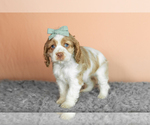 Small Photo #26 Cocker Spaniel Puppy For Sale in NAPPANEE, IN, USA