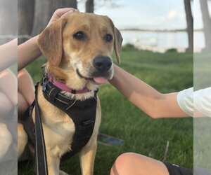 Mutt Dogs for adoption in Fargo, ND, USA