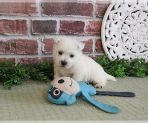 West Highland White Terrier Puppy for Sale in SYRACUSE, Indiana USA
