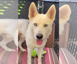 Siberian Husky-Unknown Mix Dogs for adoption in Millersville, MD, USA