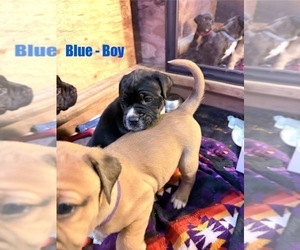 American Staffordshire Terrier-Cane Corso Mix Puppy for sale in OLYMPIA, WA, USA
