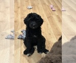 Small Photo #23 Aussiedoodle Puppy For Sale in LA CRESCENT, MN, USA