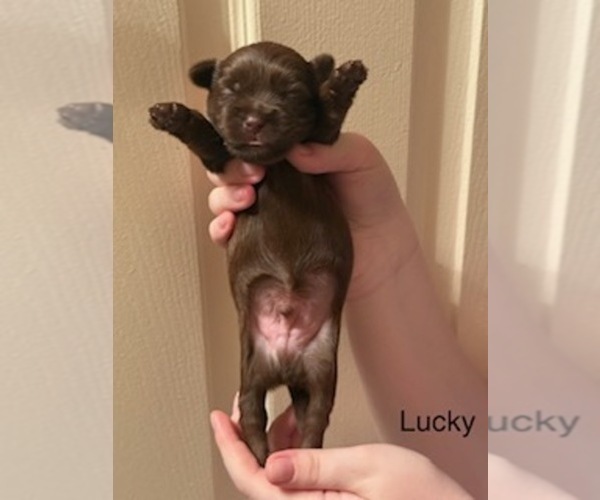 Medium Photo #33 Shorkie Tzu Puppy For Sale in SCOTTSDALE, AZ, USA