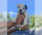 Puppy Puppy 2 American Bulldog