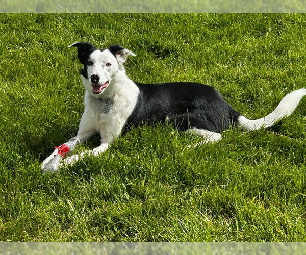 Medium Photo #4 Border Collie Puppy For Sale in Highland, IL, USA