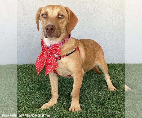 Medium Photo #3 Dachshund-Labrador Retriever Mix Puppy For Sale in San Diego, CA, USA