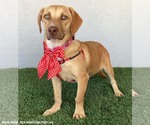 Small #2 Dachshund-Labrador Retriever Mix