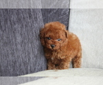 Small Photo #4 Poodle (Toy) Puppy For Sale in DALLAS, TX, USA