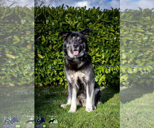 Alaskan Malamute-Huskies Mix Dogs for adoption in Seattle, WA, USA