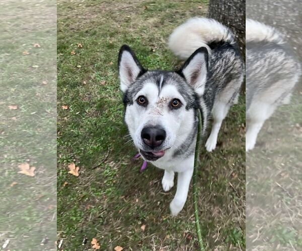 Medium Photo #1 Alaskan Malamute Puppy For Sale in Tacoma, WA, USA