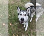 Small Alaskan Malamute