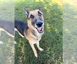 KYLO - Male German Shepherd Dog Dog for Adoption - Photo #2
