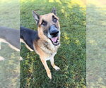 Small Photo #2 German Shepherd Dog Puppy For Sale in Riverside, CA, USA