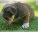 Small #12 Bulldog
