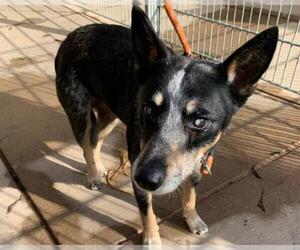 Mutt Dogs for adoption in Martinez, CA, USA