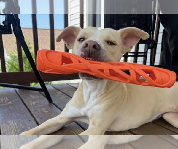 Medium Photo #4 Mutt Puppy For Sale in Thomasville, NC, USA