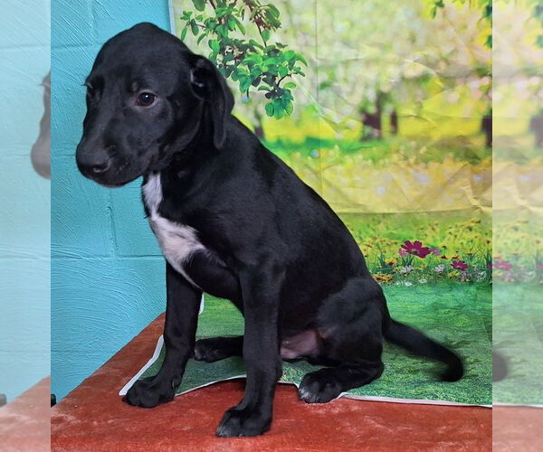 Medium Photo #2 Labrador Retriever-Unknown Mix Puppy For Sale in Wetumpka, AL, USA