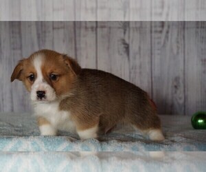 Pembroke Welsh Corgi Puppy for sale in FREDERICKSBG, OH, USA
