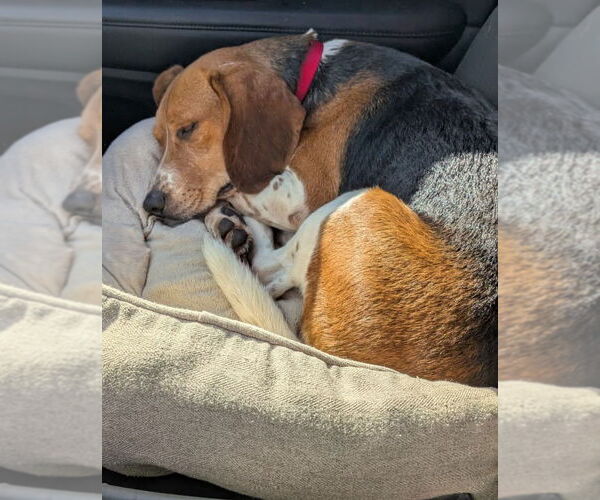 Medium Photo #3 Beagle Puppy For Sale in Dunnellon, FL, USA