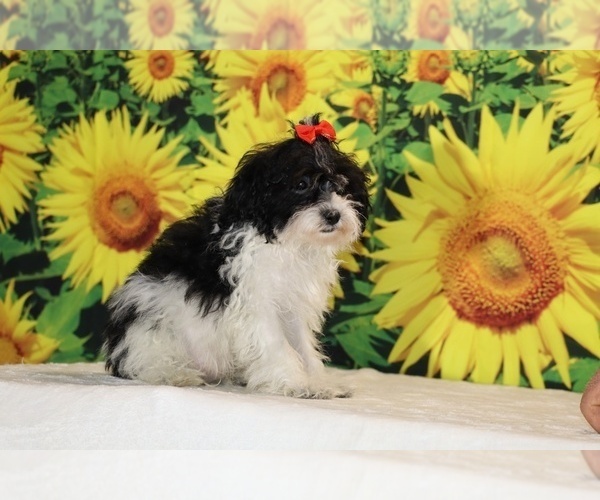 Medium Photo #21 Goldendoodle (Miniature) Puppy For Sale in DYERSBURG, TN, USA