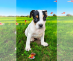 Small #12 Basenji-Rat Terrier Mix