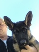 Small Photo #23 German Shepherd Dog Puppy For Sale in LOX, FL, USA