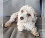Small Photo #23 Havanese Puppy For Sale in CASA GRANDE, AZ, USA