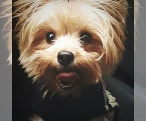 Father of the Biewer Yorkie puppies born on 07/30/2026