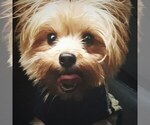Small Photo #1 Biewer Yorkie Puppy For Sale in WOODSTOCK, GA, USA