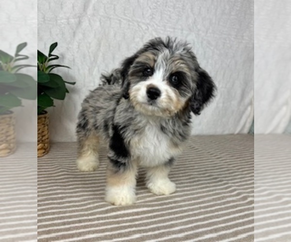 Medium Photo #4 Miniature Bernedoodle Puppy For Sale in GREENFIELD, IN, USA